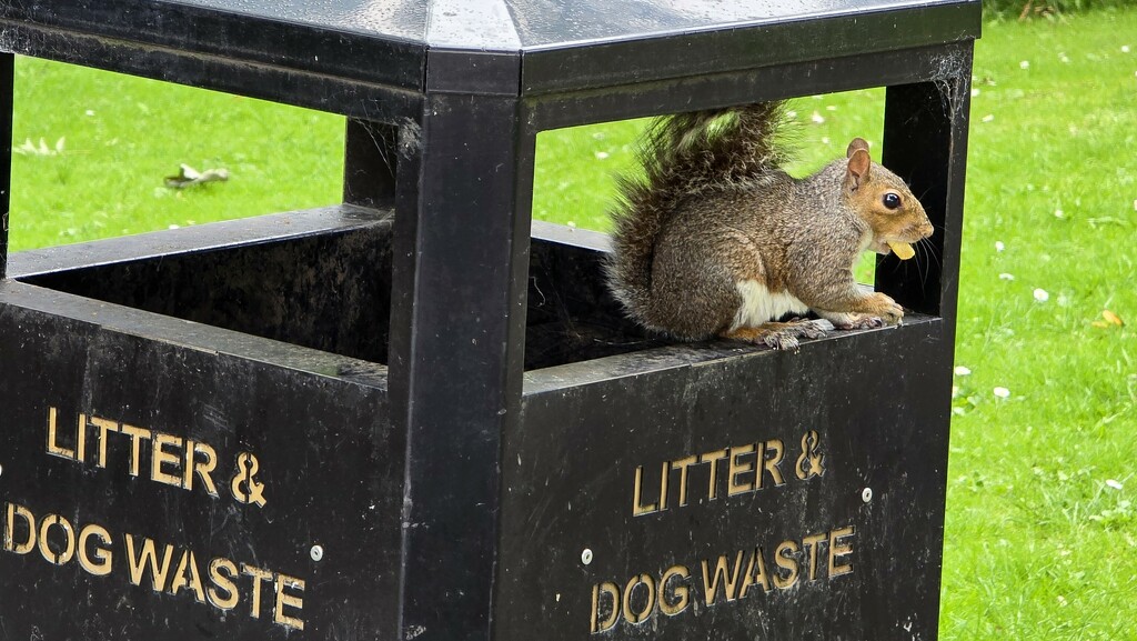 198/366 - Raiding the bin  by isaacsnek