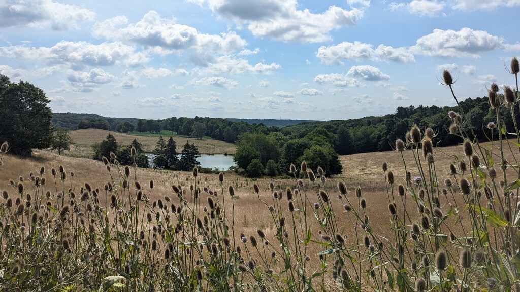 Nearby Field  by julie