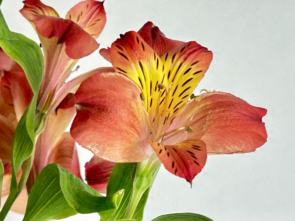 Alstroemeria  by phil_sandford