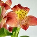 Alstroemeria  by phil_sandford