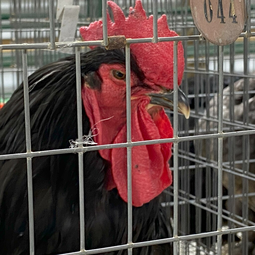 Grumpy Bird at the 4H Fair by tunia