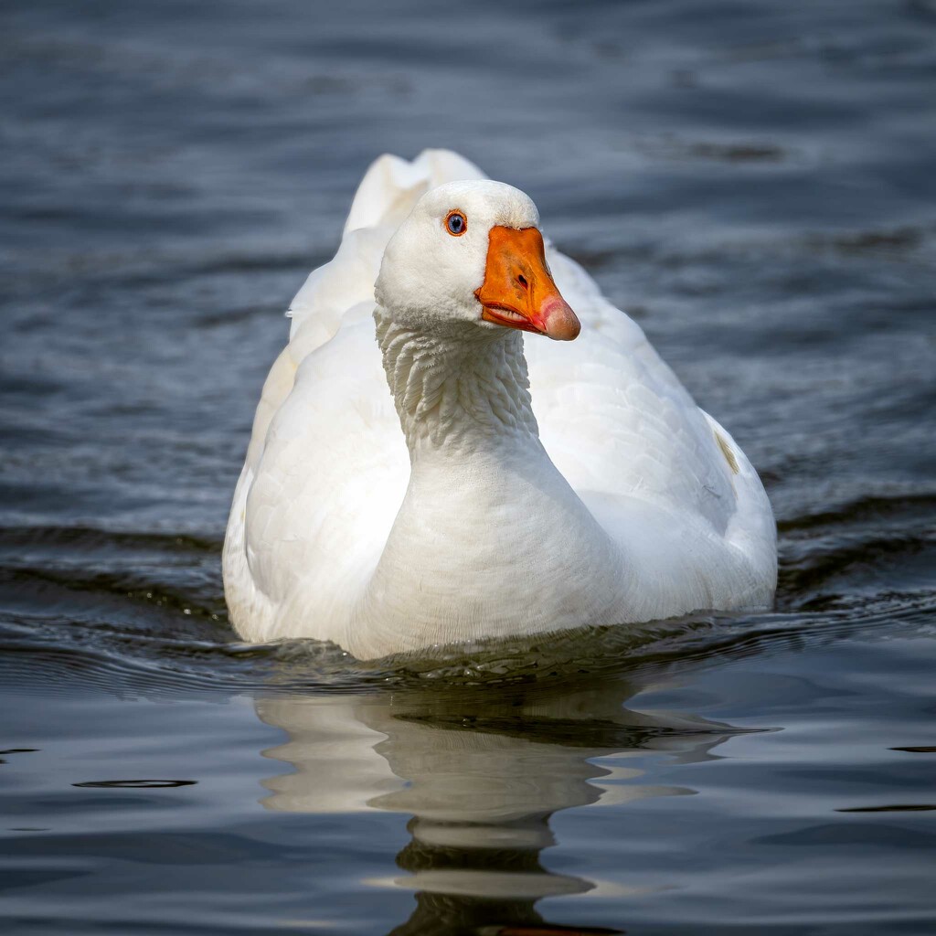 Gary the Goose by photographycrazy