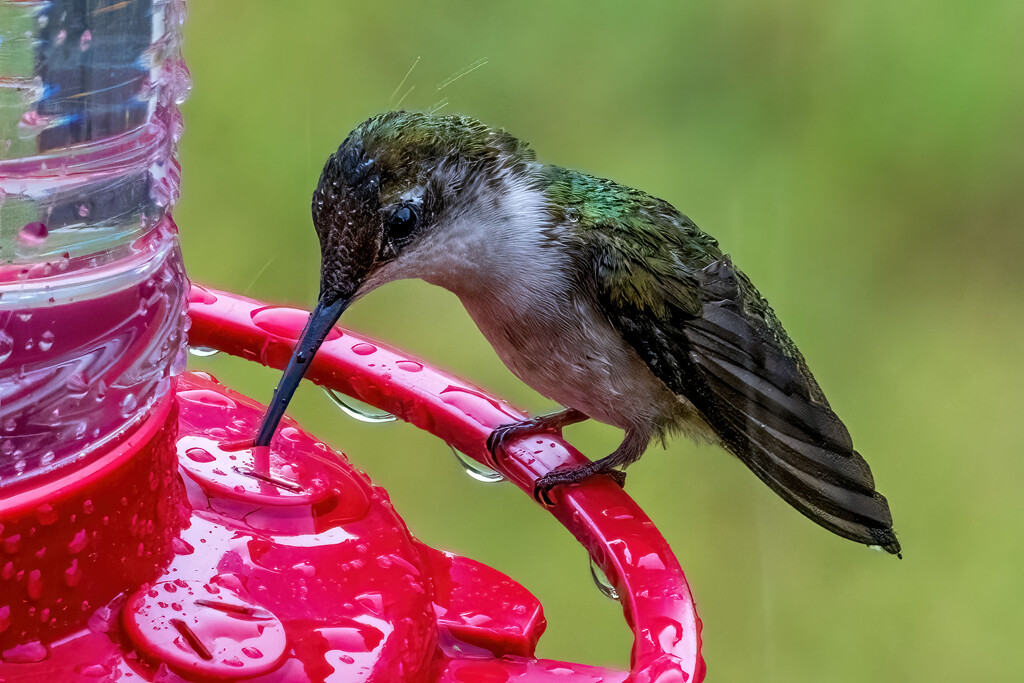 Raindrops Are Falling On My Head by kvphoto