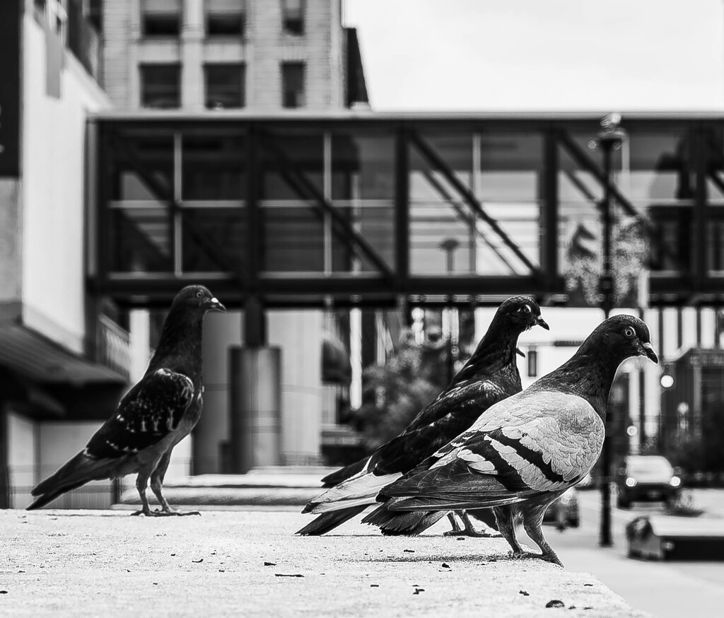 City Chickens by darchibald