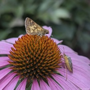 28th Jun 2024 - Sharing a cone [flower]