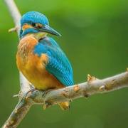 16th Jul 2024 - Kingfisher.