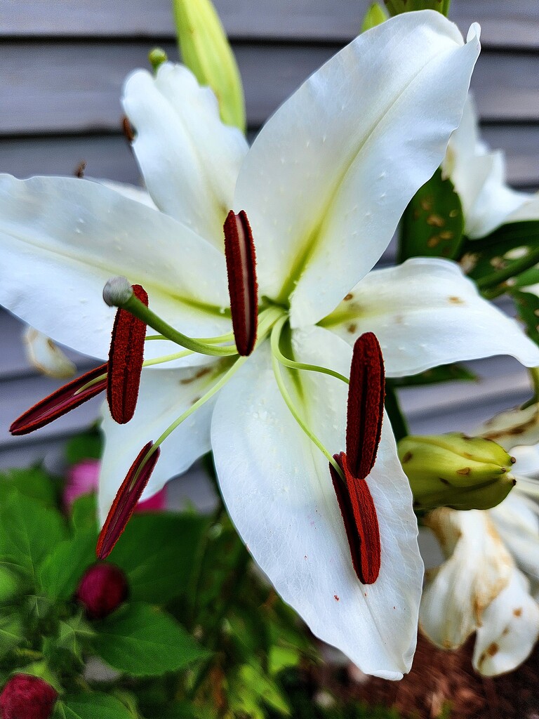 Lily in Bloom by jo38