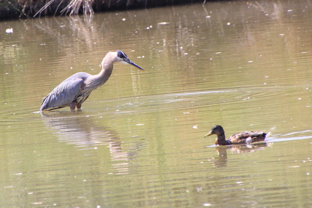 Fishing Heron by pirish