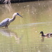 Fishing Heron by pirish