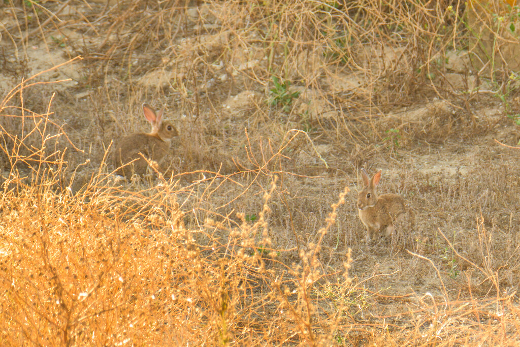 A Couple of Rabbits at the Back of Home by augusto