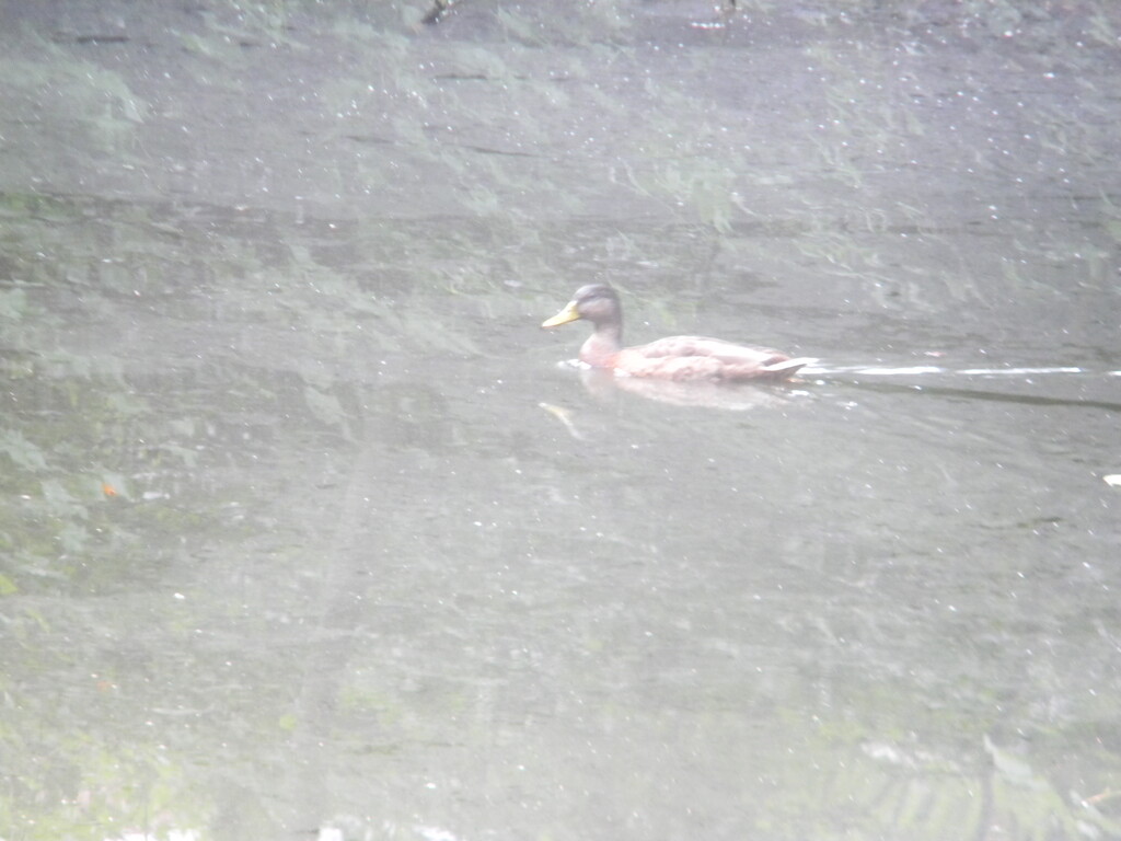 Duck Swimming in Pond  by sfeldphotos