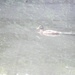 Duck Swimming in Pond  by sfeldphotos