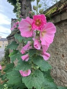 17th Jul 2024 - Hollyhock 