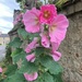 Hollyhock  by g3xbm