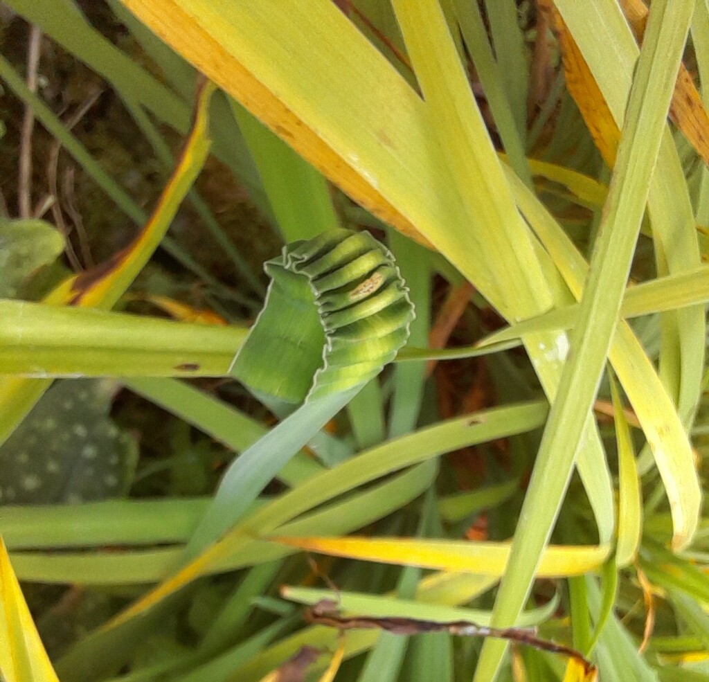 neatly pleated leaf by anniesue