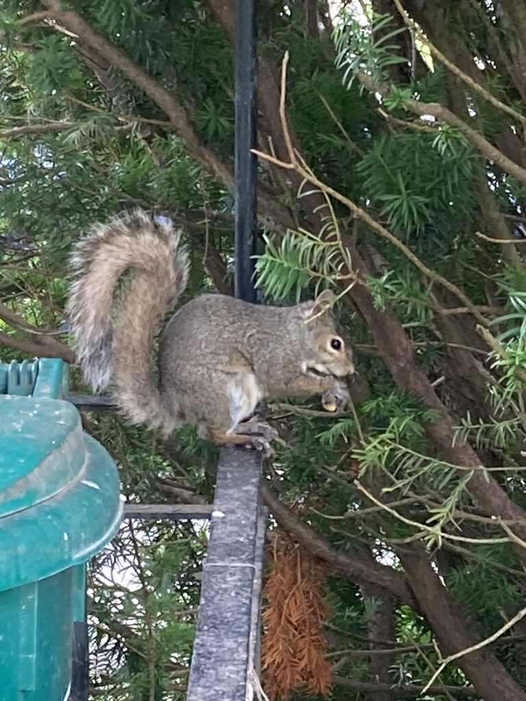 Enjoying a Peanut by spanishliz