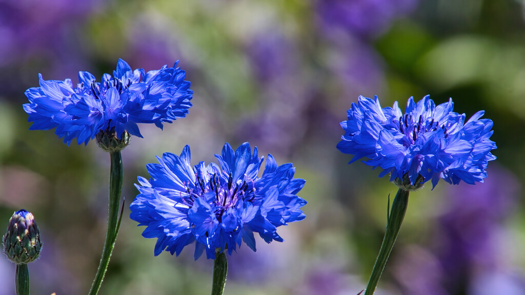 Cornflower by gaf005