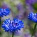 Cornflower by gaf005