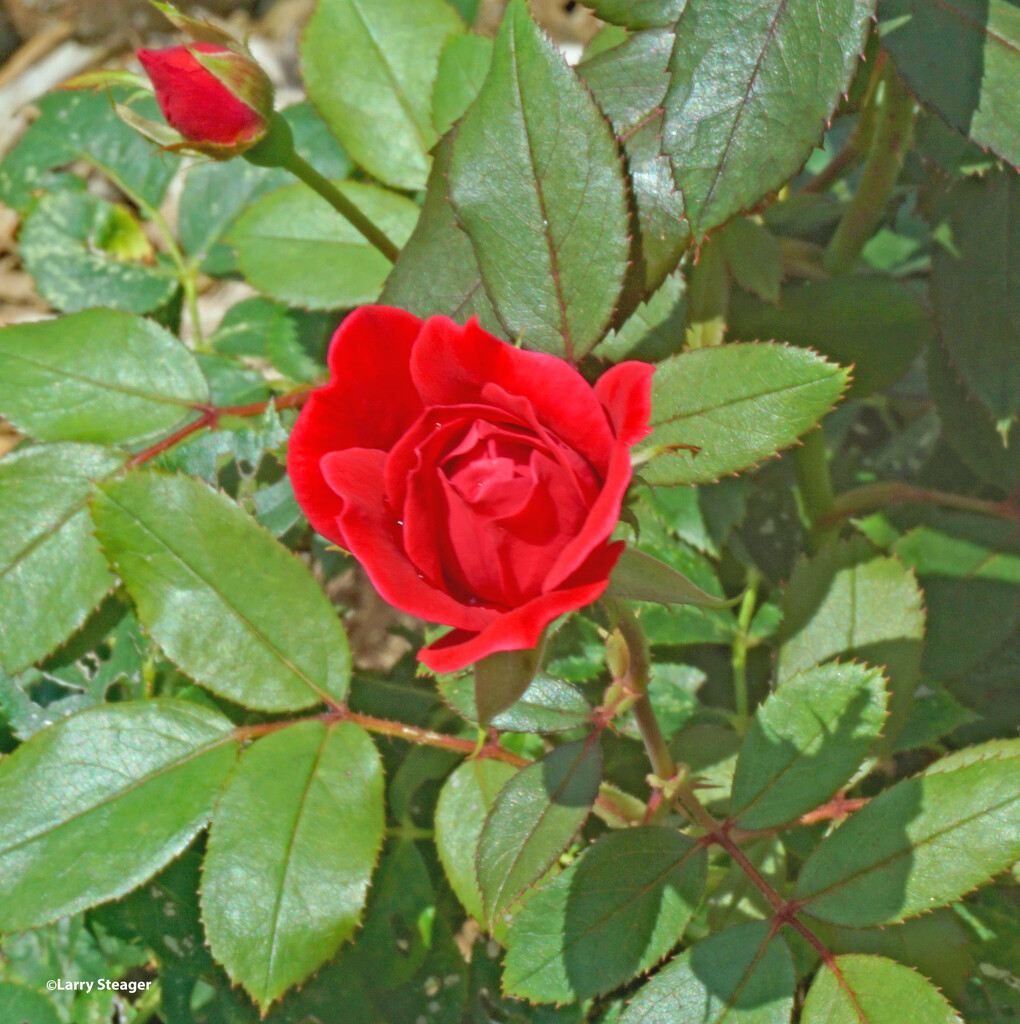 Red roses by larrysphotos