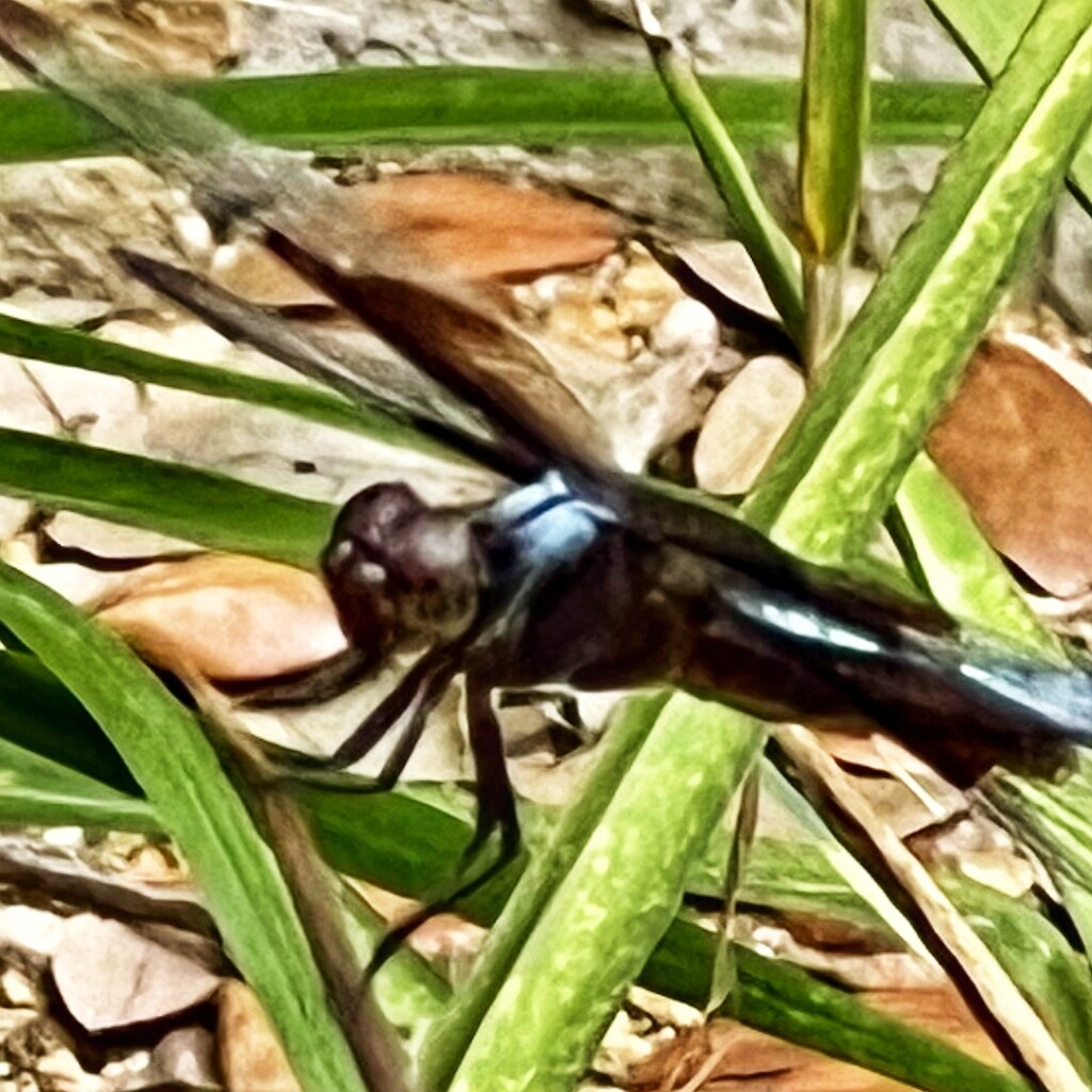 The dragonfly with the sinister name by louannwarren