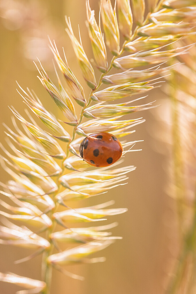 ladybug by aecasey