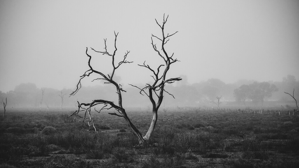 Dead gum tree in misty rain by nannasgotitgoingon