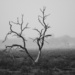 Dead gum tree in misty rain by nannasgotitgoingon