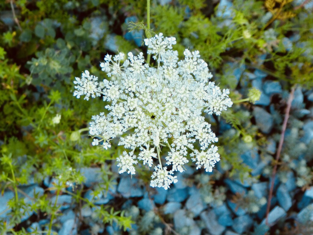 Wild Carrot by mtb24