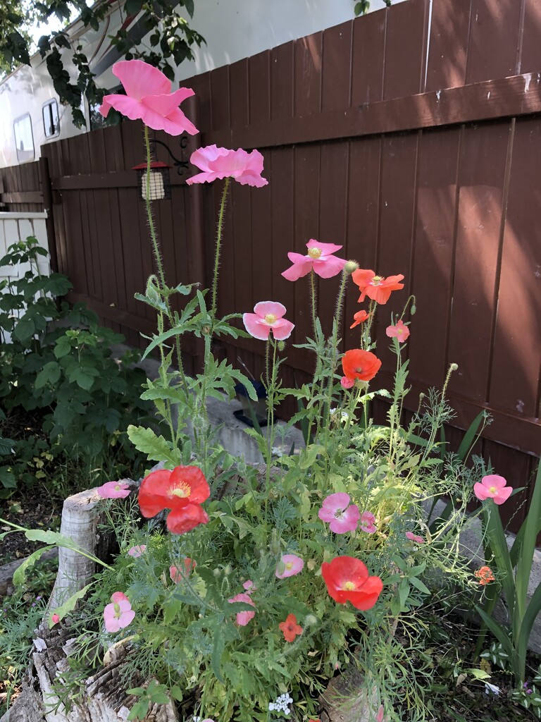 Flourishing Wildflowers  by dailypix