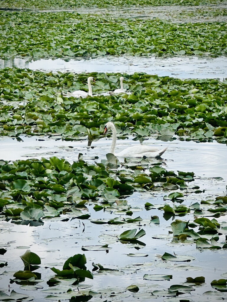 Monet Swans by vera365