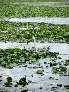 14th Jul 2024 - Monet Swans