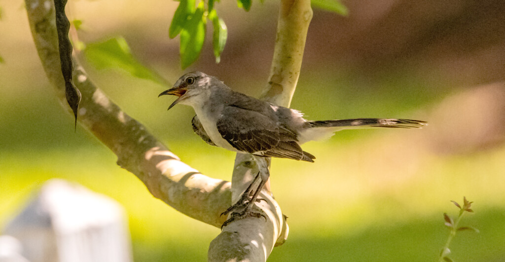 The Mockingbird Was Making a Lot of Noise! by rickster549