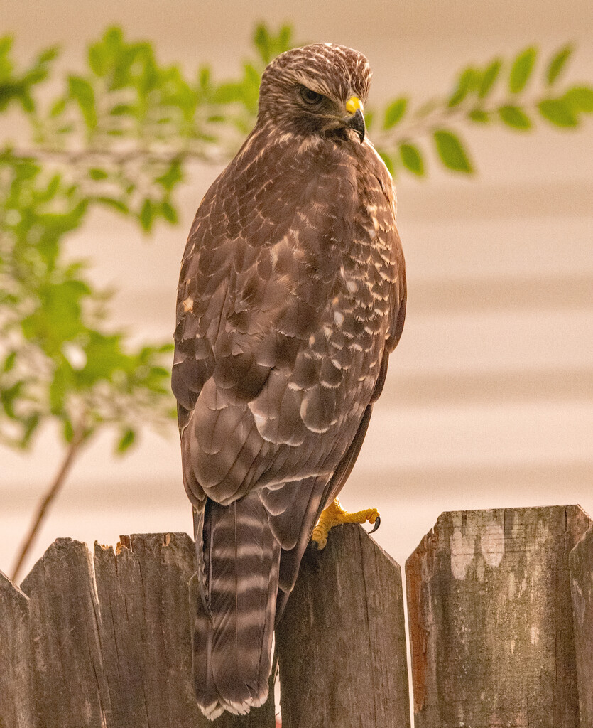 Red Tailed Hawk! by rickster549