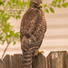 Red Tailed Hawk! by rickster549