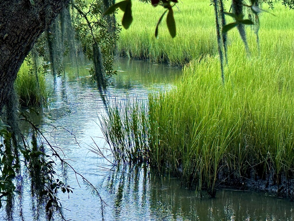 Marsh creek by congaree