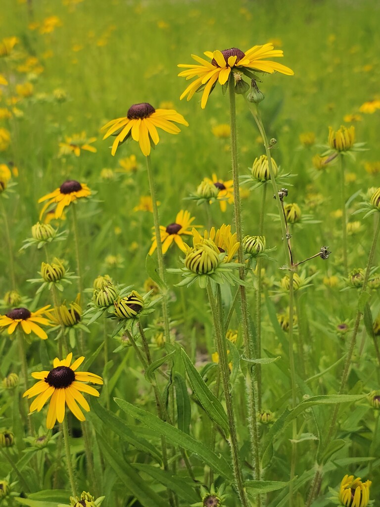 Black-eyed Susans by edorreandresen