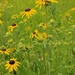 Black-eyed Susans by edorreandresen