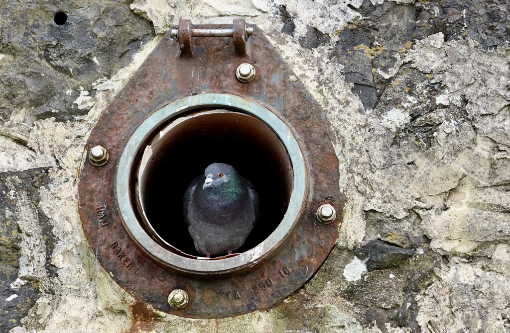 Porthole Pigeon by jamibann