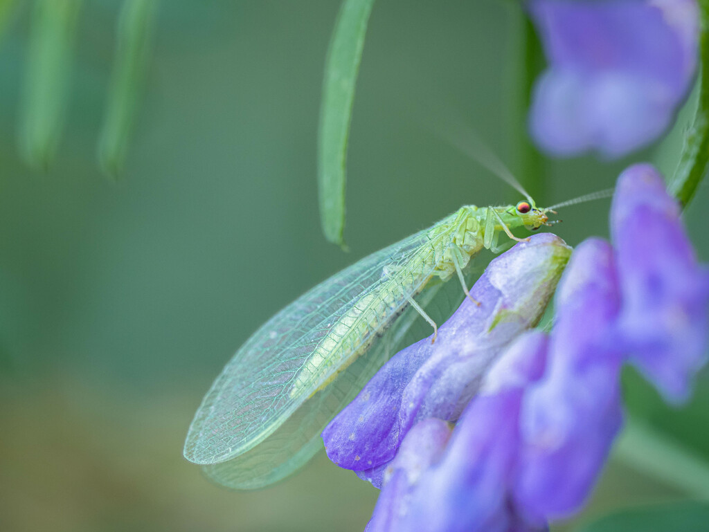 The common green lacewing by haskar