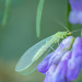 The common green lacewing by haskar