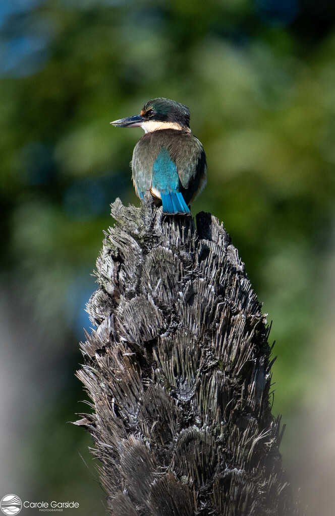 King of the Castle  by yorkshirekiwi