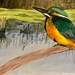 Kingfisher (painting) by stuart46