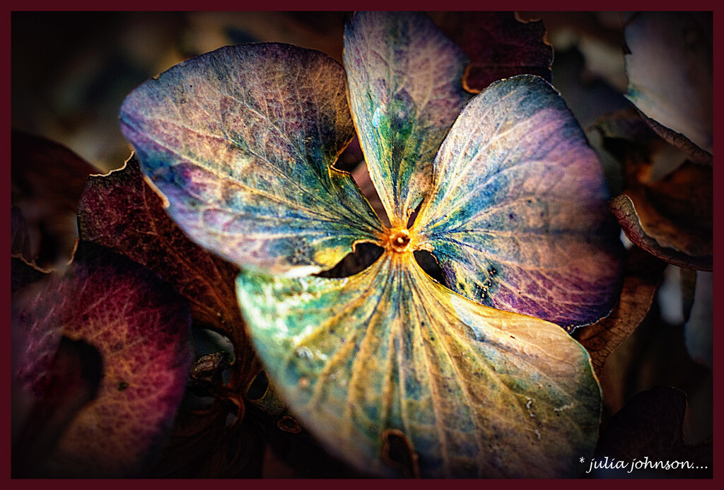 Winter Hydrangea's  by julzmaioro