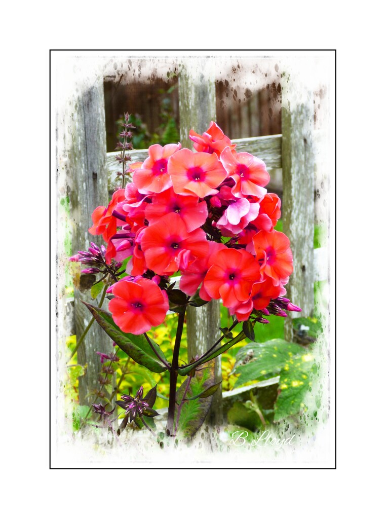 Deep salmon pink phlox by beryl