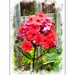 Deep salmon pink phlox by beryl