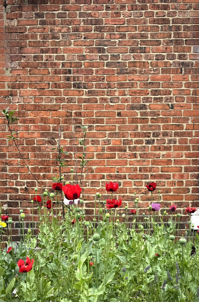 Poppies + Brick by eviehill