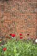 16th Jul 2024 - Poppies + Brick