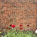 Poppies + Brick