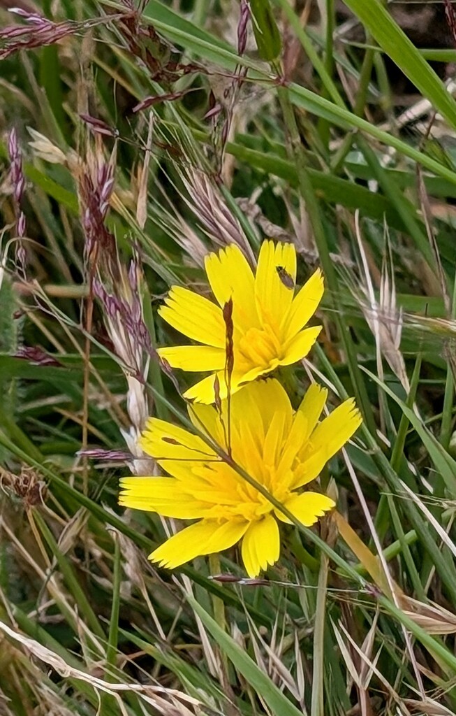 WILD FLOWER ? by derekskinner