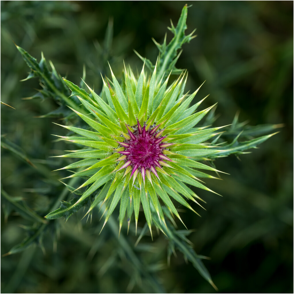 Thistle flower by clifford